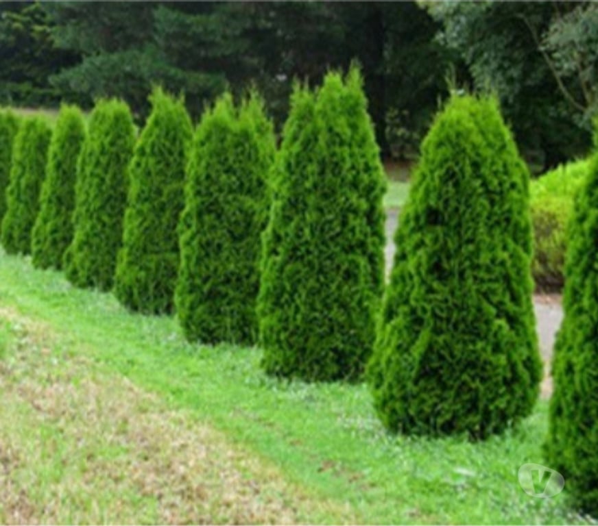 Alimentação Pecuária - Grãos Cataguases MG - Fotos para Vamos transformar seu pomar com excelentes mudas