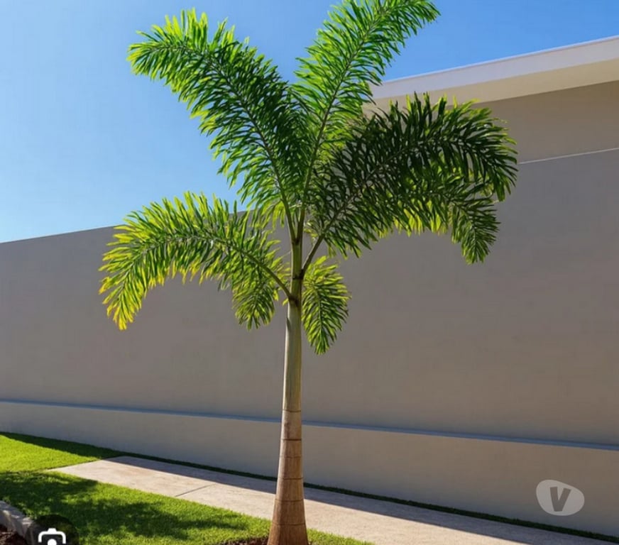 Alimentação Pecuária - Grãos Cataguases MG - Fotos para Vamos transformar seu pomar com excelentes mudas