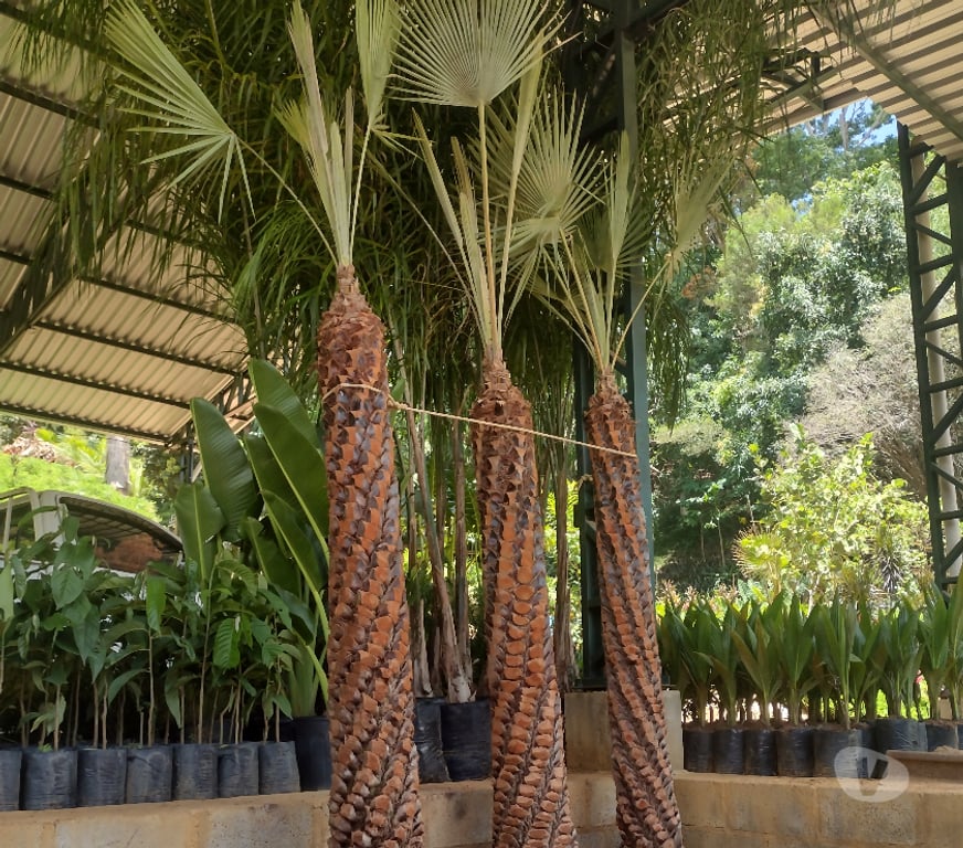 Alimentação Pecuária - Grãos Cataguases MG - Fotos para Vamos transformar seu pomar com excelentes mudas