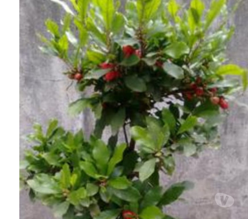 Alimentação Pecuária - Grãos Cataguases MG - Fotos para Vamos transformar seu pomar com excelentes mudas