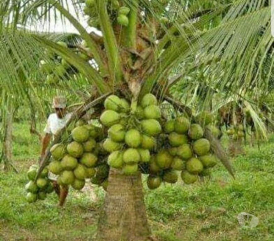 Alimentação Pecuária - Grãos Cataguases MG - Fotos para Vamos transformar seu pomar com excelentes mudas