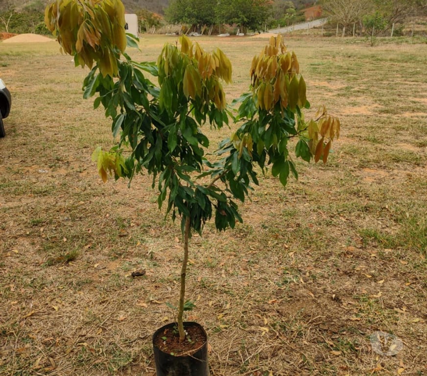 Alimentação Pecuária - Grãos Cataguases MG - Fotos para Vamos transformar seu pomar com excelentes mudas
