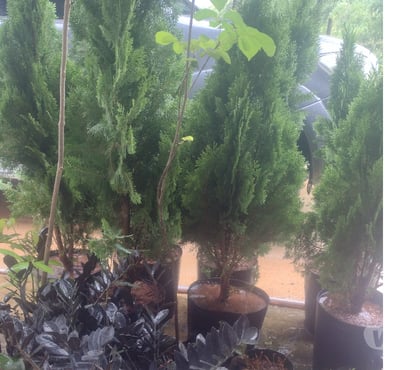 Alimentação pecuária - Grãos - Fotos para Vamos transformar seu pomar com excelentes mudas