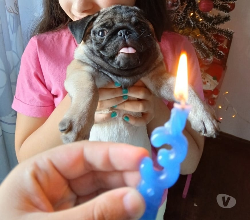 Animais Estimação à Venda Porto Alegre RS Porto Alegre Sul - Fotos para Lindo pug macho
