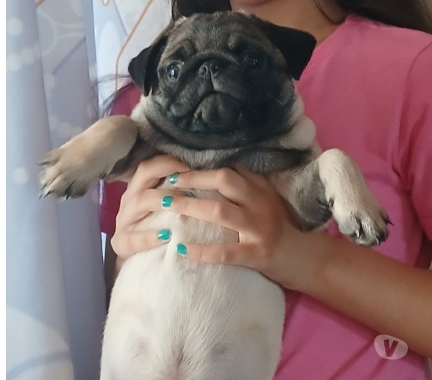 Animais Estimação à Venda Porto Alegre RS Porto Alegre Sul - Fotos para Lindo pug macho