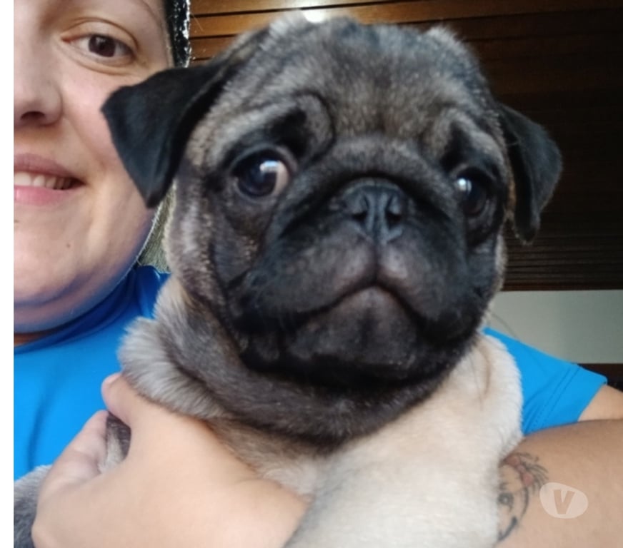 Animais Estimação à Venda Porto Alegre RS Porto Alegre Sul - Fotos para Lindo pug macho