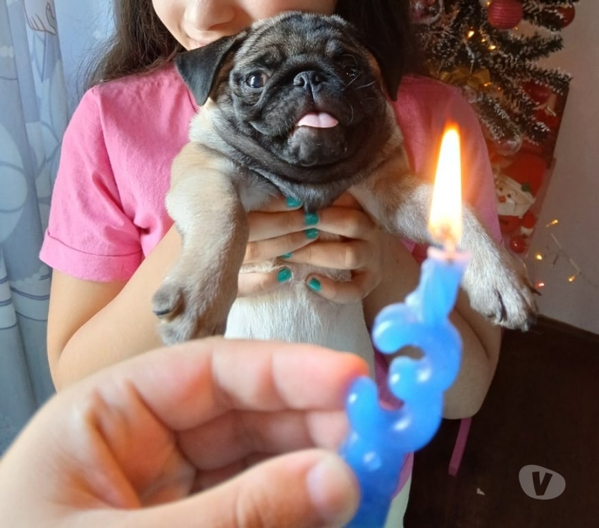 Animais Estimação à Venda Porto Alegre RS Porto Alegre Sul - Fotos para Pug lindo machinho