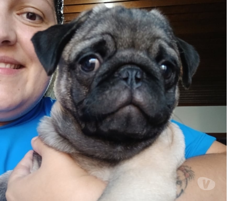 Animais Estimação à Venda Porto Alegre RS Porto Alegre Sul - Fotos para Pug lindo machinho
