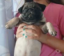 Pug lindo machinho