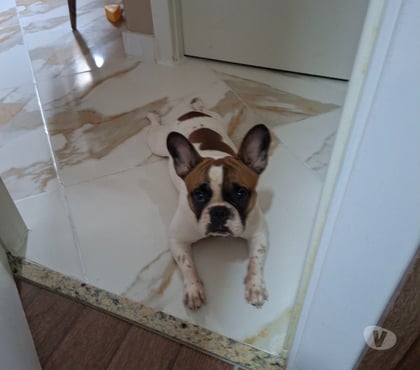 Animais Estimação à Venda - Fotos para Bulldog Francês