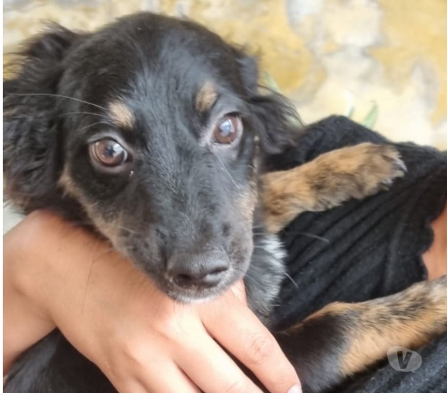 Animais Estimação à Venda Sao Paulo SP Aricanduva - Fotos para Doação de filhote fêmea