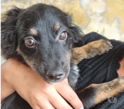 Animais Estimação à Venda Aricanduva Sao Paulo SP - Fotos para Doação de filhote fêmea