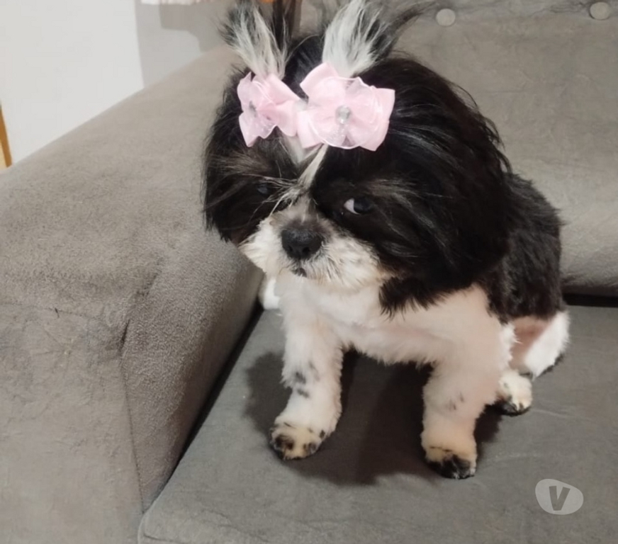 Animais Estimação à Venda Sao Paulo SP São Mateus - Fotos para Cachorra chitsu