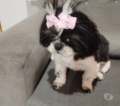 Animais estimação à venda São Mateus Sao Paulo SP - Fotos para Cachorra chitsu