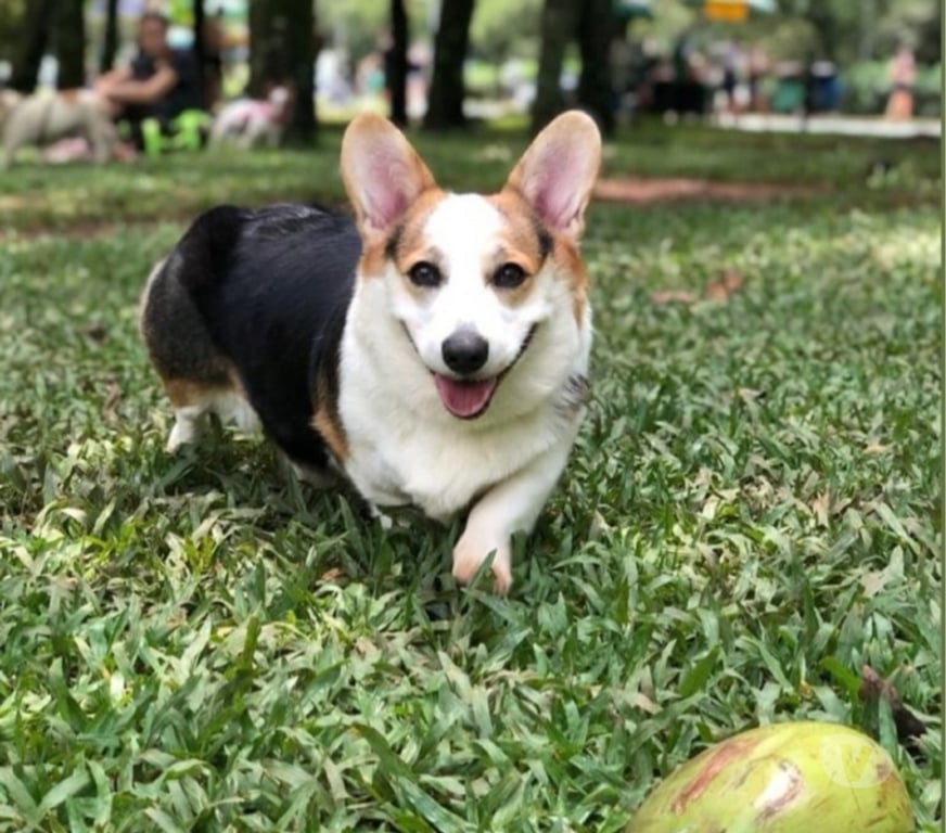 Animais Estimação à Venda Sao Paulo SP Jardim Paulista - Fotos para Lindos Filhotes de Corgi super baixinhos