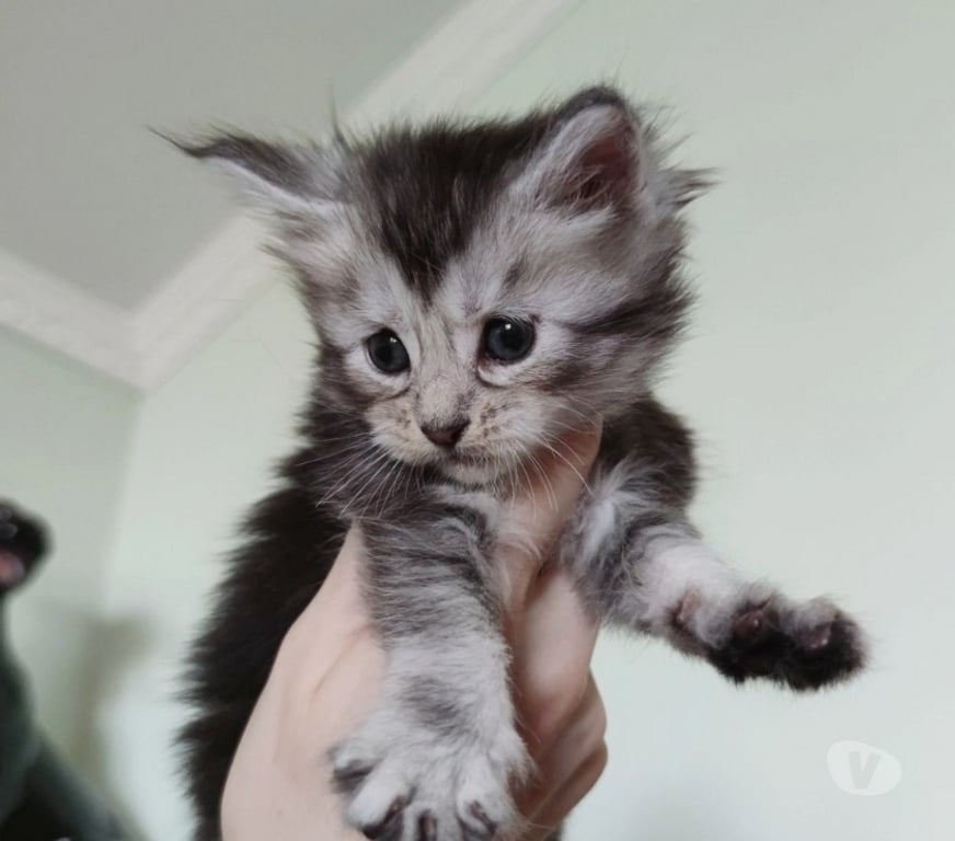 Animais Estimação à Venda Sao Bento do Sapucai SP - Fotos para Filhote de Maine Coon - Beleza Selvagem e Personalidade Doce