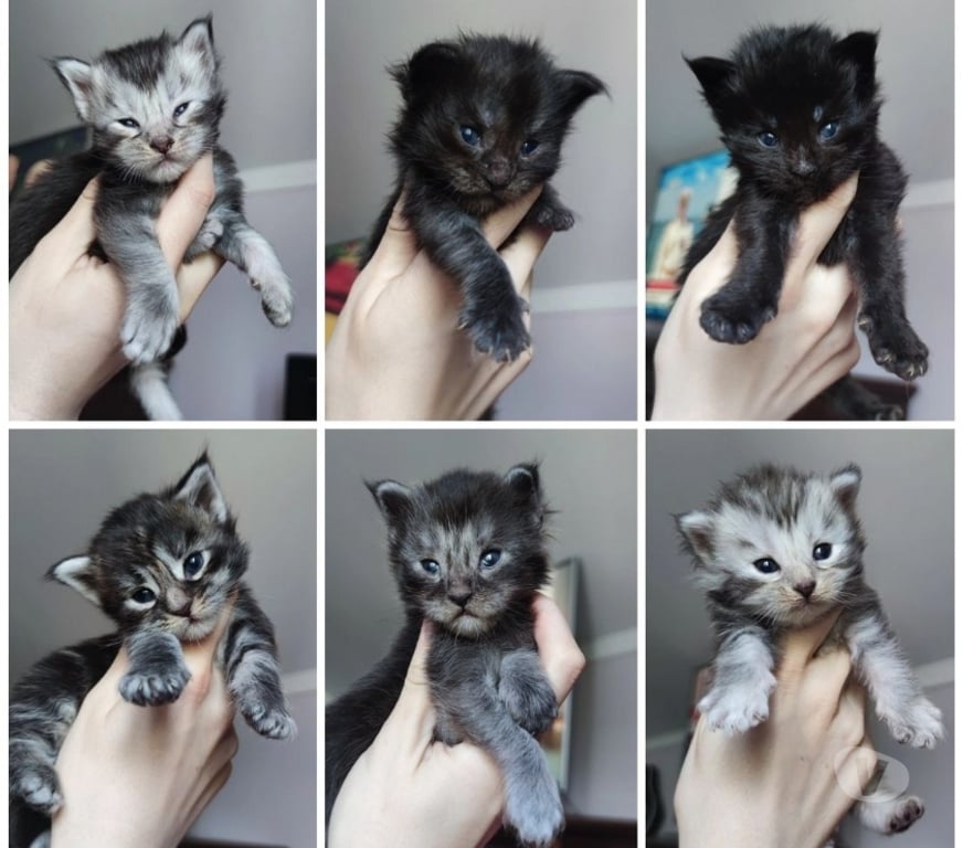 Animais Estimação à Venda Sao Bento do Sapucai SP - Fotos para Filhote de Maine Coon - Beleza Selvagem e Personalidade Doce