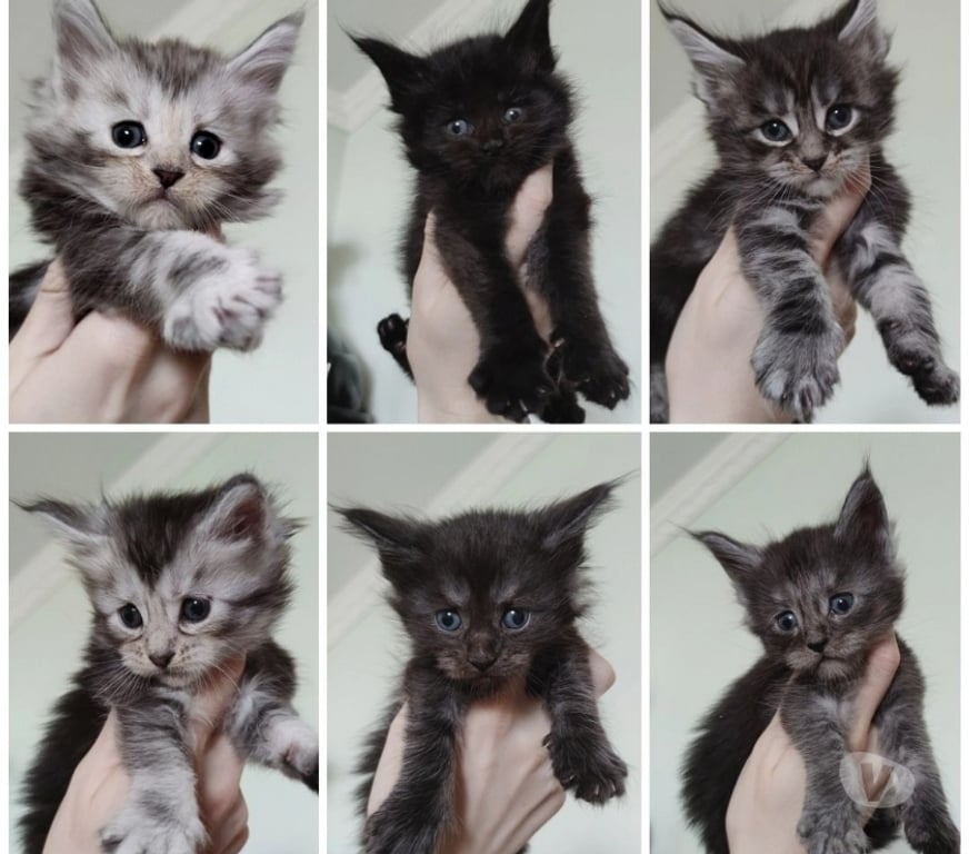 Animais Estimação à Venda Sao Bento do Sapucai SP - Fotos para Filhote de Maine Coon - Beleza Selvagem e Personalidade Doce