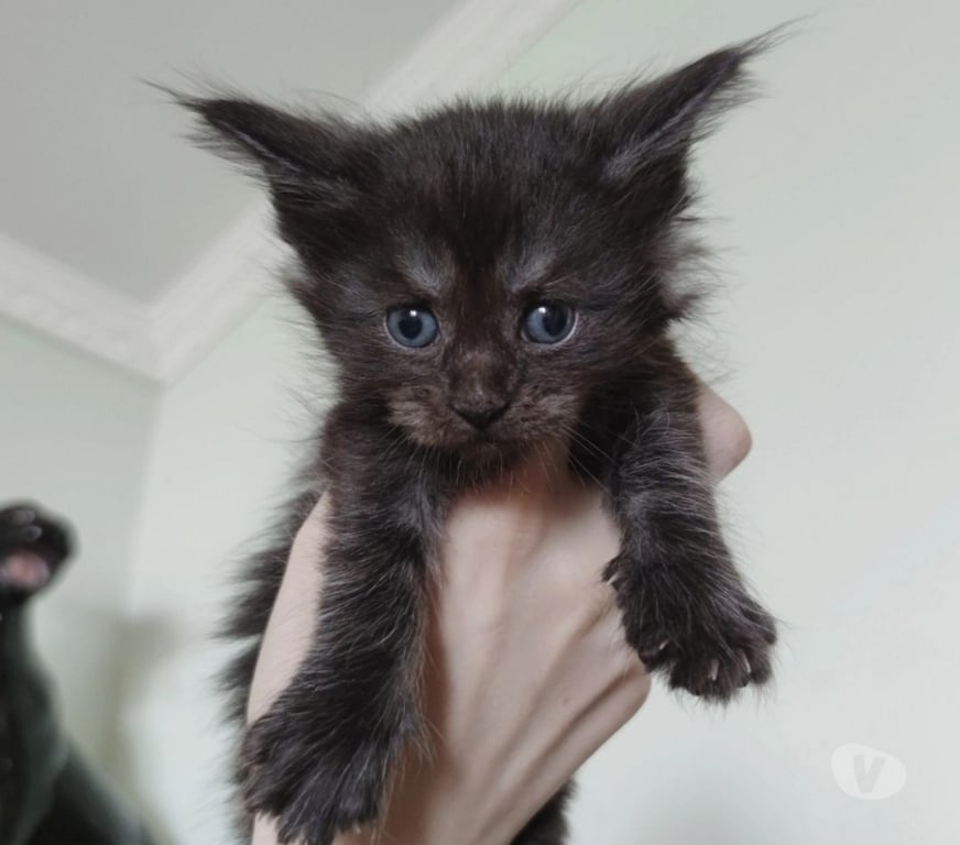 Animais Estimação à Venda Sao Bento do Sapucai SP - Fotos para Filhote de Maine Coon - Beleza Selvagem e Personalidade Doce