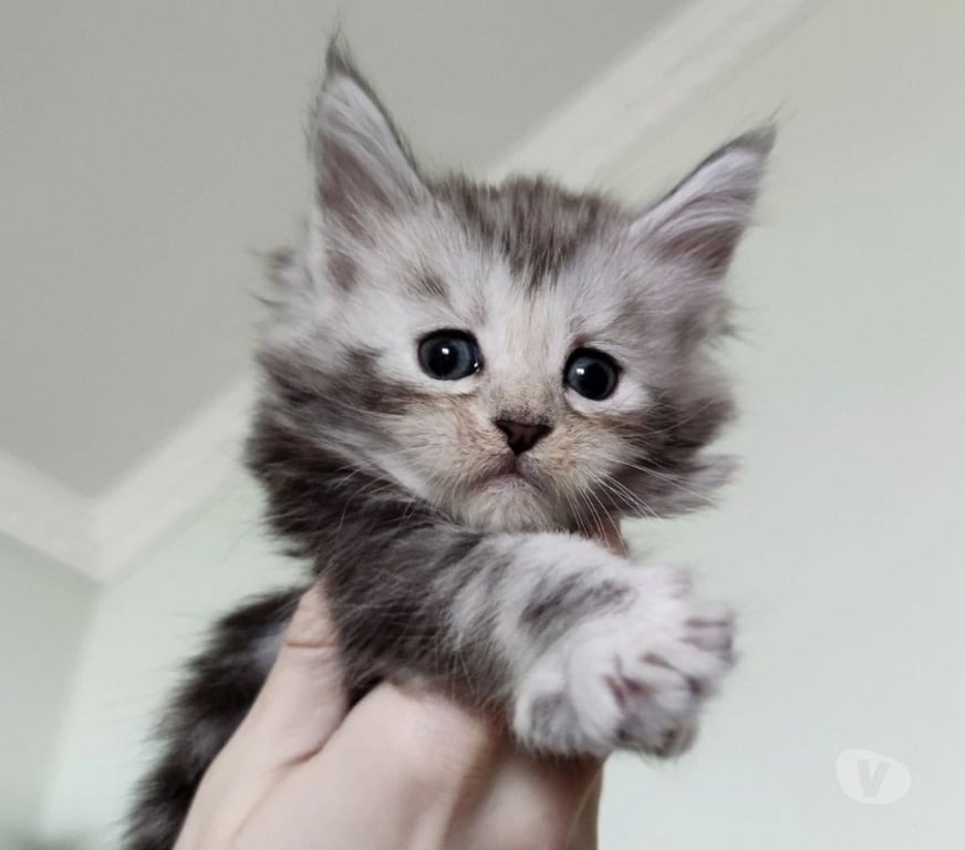 Animais Estimação à Venda Sao Bento do Sapucai SP - Fotos para Filhote de Maine Coon - Beleza Selvagem e Personalidade Doce