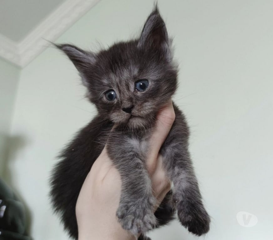 Animais Estimação à Venda Sao Bento do Sapucai SP - Fotos para Filhote de Maine Coon - Beleza Selvagem e Personalidade Doce