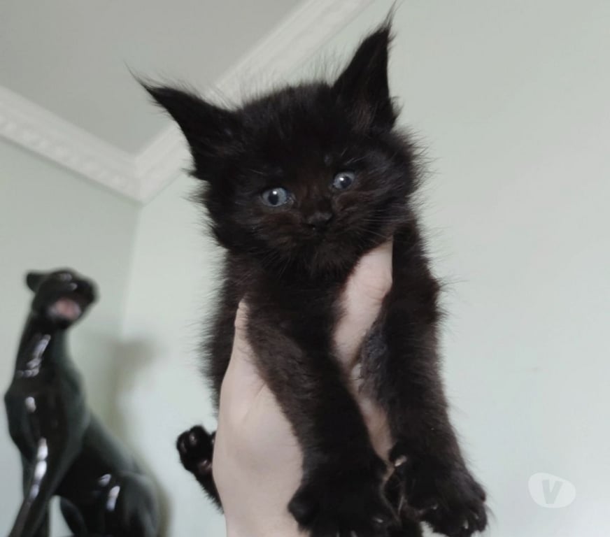 Animais Estimação à Venda Sao Bento do Sapucai SP - Fotos para Filhote de Maine Coon - Beleza Selvagem e Personalidade Doce