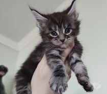 Filhote de Maine Coon - Beleza Selvagem e Personalidade Doce
