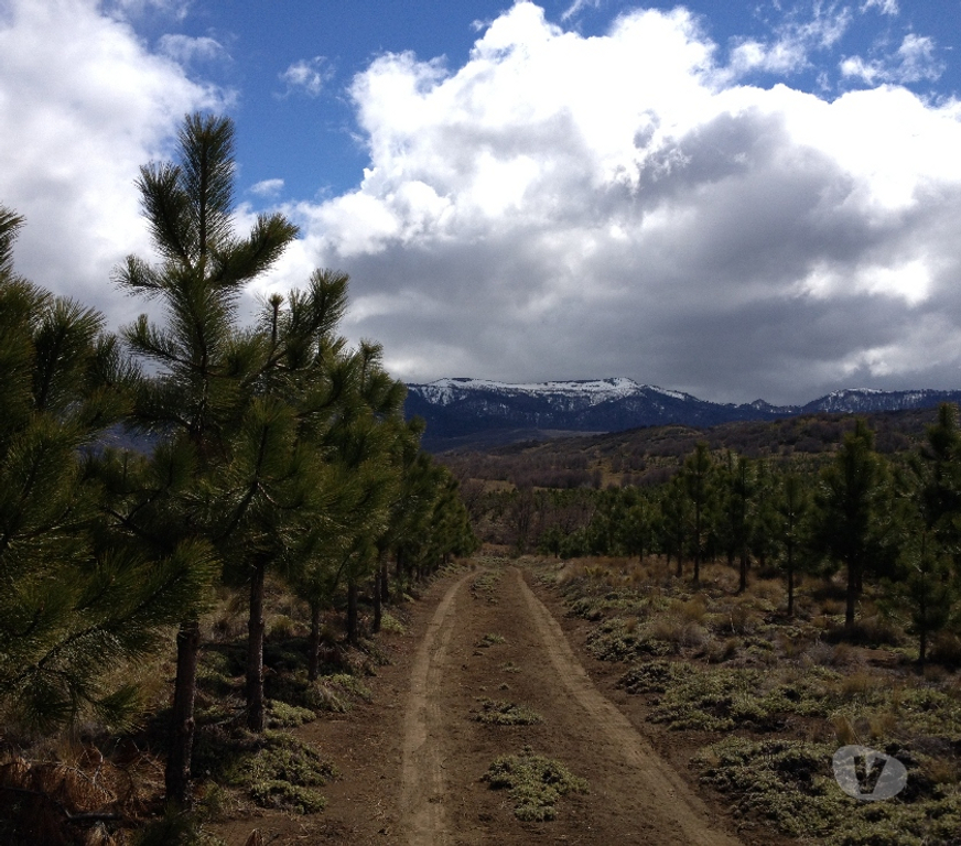 Venta de Haciendas Malleco Lonquimay - Fotos de Extraordinaria fundo de 600 hectáreas en Lonquimay