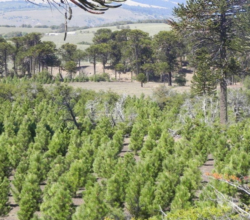 Venta de Haciendas Malleco Lonquimay - Fotos de Extraordinaria fundo de 600 hectáreas en Lonquimay