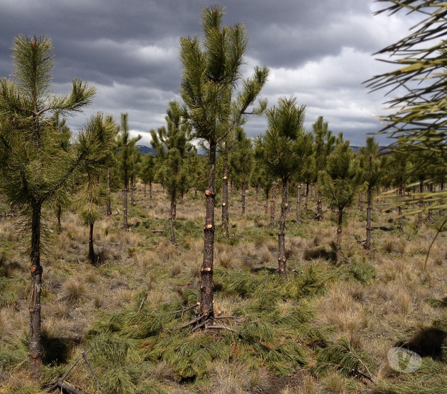 Venta de Haciendas Malleco Lonquimay - Fotos de Extraordinaria fundo de 600 hectáreas en Lonquimay