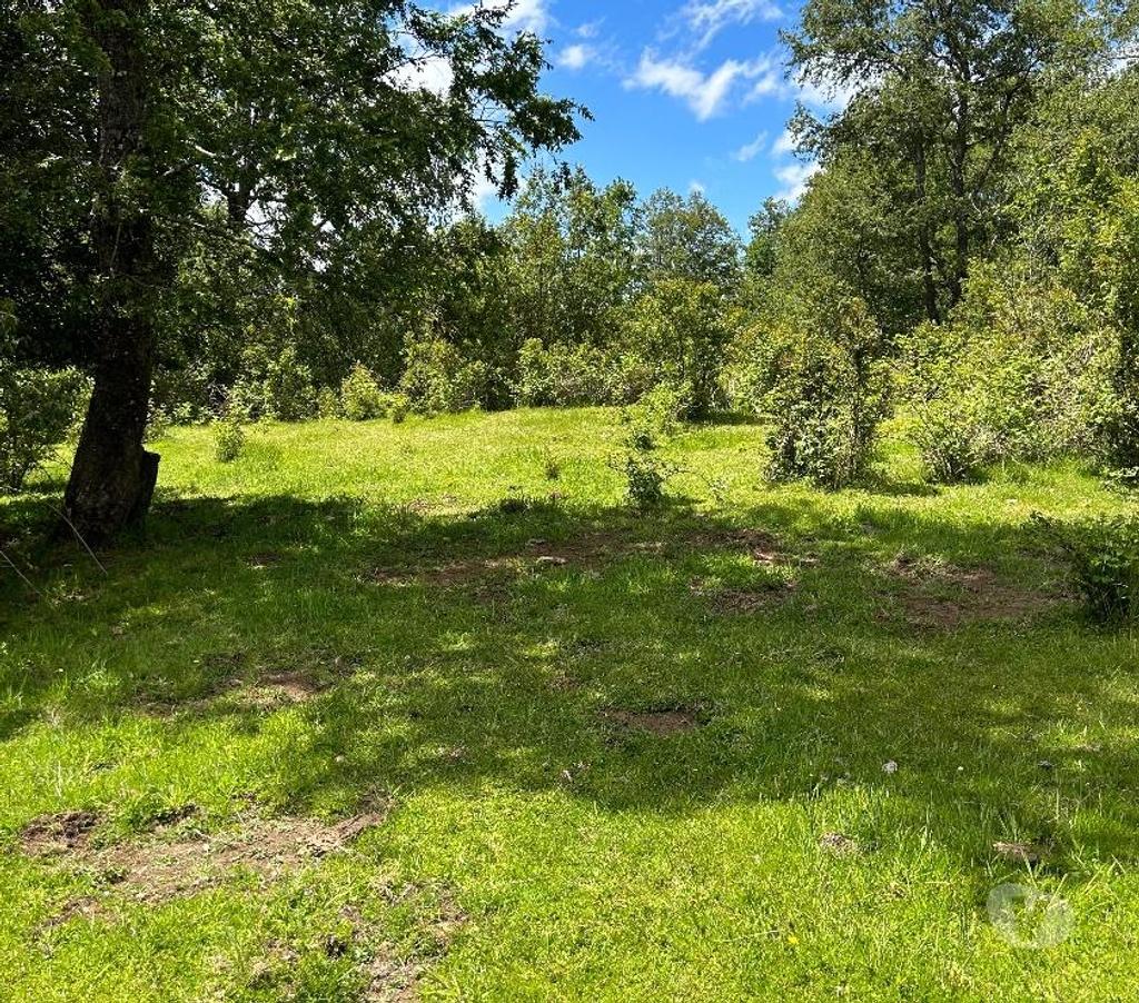 Venta de Haciendas Cautín Villarrica - Fotos de Vendo campo en Lican Ray 12 has ideal para lotear