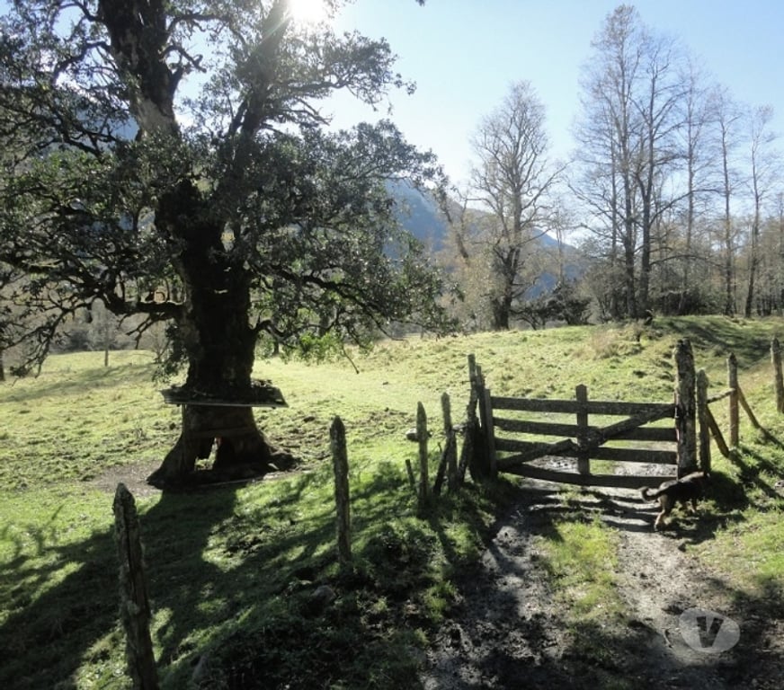 Venta de Haciendas Ranco Futrano - Fotos de Extraordinario predio de 800 has en Futrono (Valdivia)
