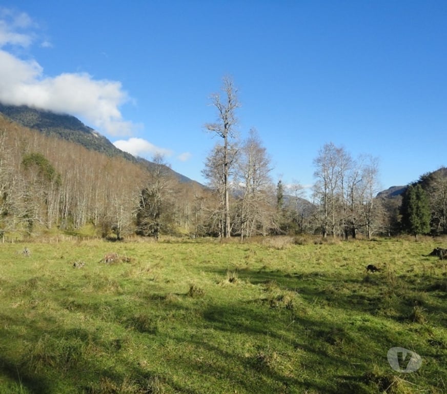 Venta de Haciendas Ranco Futrano - Fotos de Extraordinario predio de 800 has en Futrono (Valdivia)