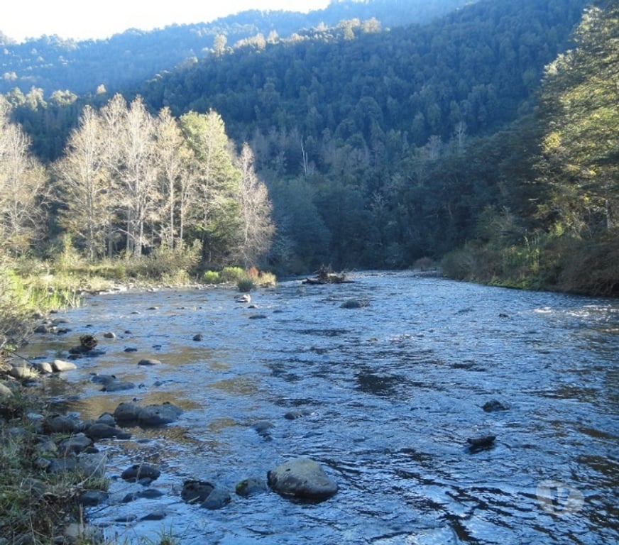 Venta de Haciendas Ranco Futrano - Fotos de Extraordinario predio de 800 has en Futrono (Valdivia)
