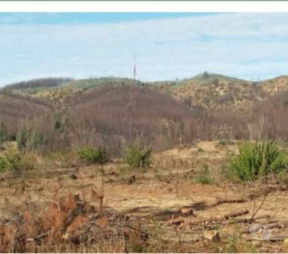 Campos-Fundos-Haciendas Lolol Colchagua - Fotos de Espectacular Campo 375 has.para paltos Lolol (VI Región)