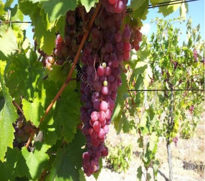 Campos-Fundos-Haciendas Cauquenes Cauquenes - Fotos de Precioso campo de 197 hectareas para viñas-Cauquenes