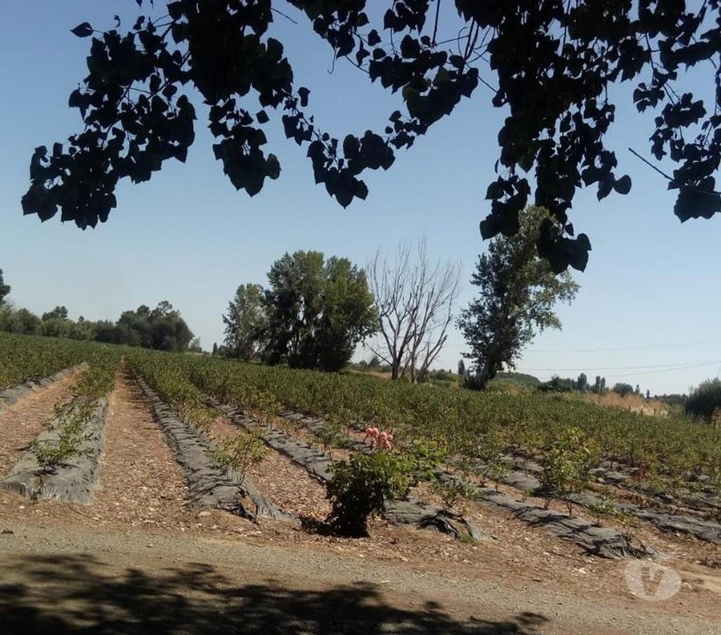 Parcelas en Venta Linares Linares - Fotos de PARC.5.000M2 ROL INDIVIDUAL.LA ISLA. LAS CUELLAR