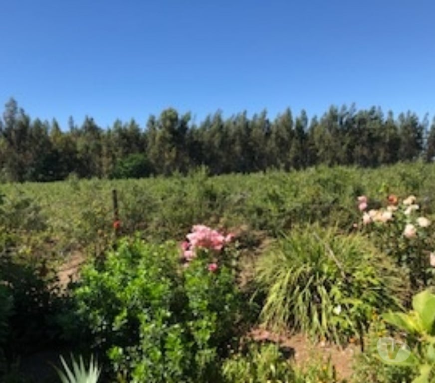 Parcelas en Venta Ñuble San Carlos - Fotos de Preciosa Parcela de 9 hás con casa en San Carlos-Ñuble