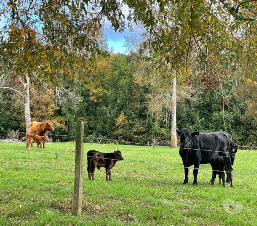 Venta de Haciendas Llanquihue Fresia - Fotos de Muy buen Campo Ganadero 700 hectáreas Fresia X Región
