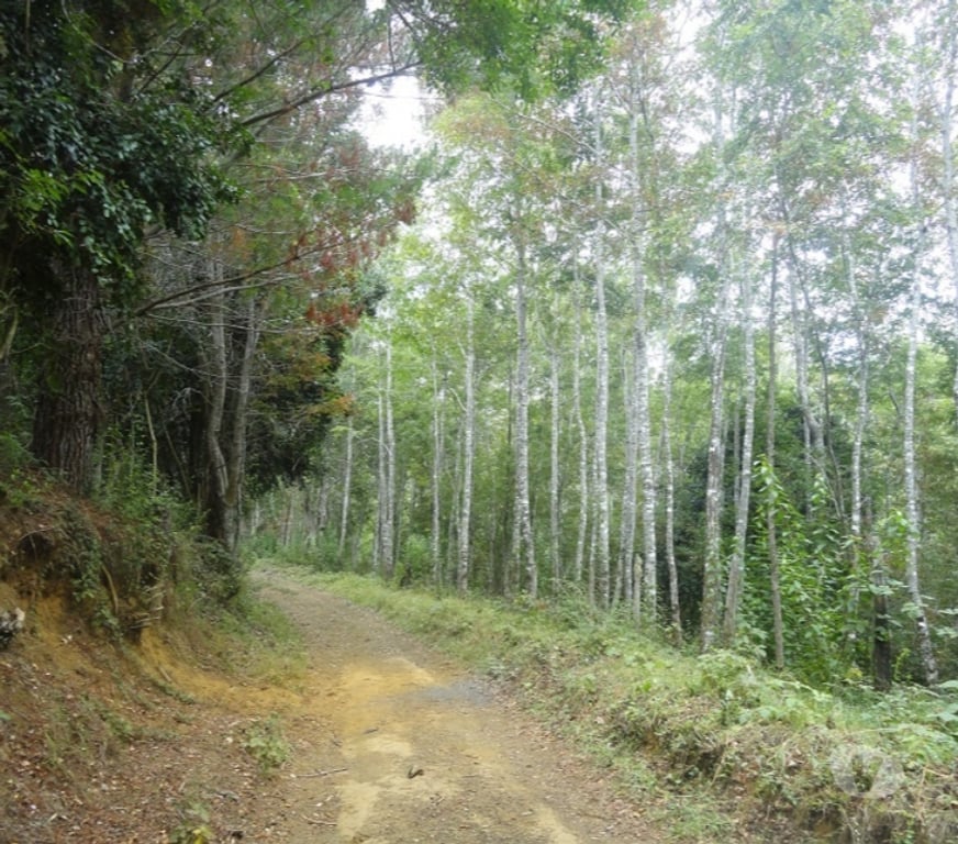 Venta de Haciendas Ranco La Unión - Fotos de Espectacular Campo de 34 hectáreas en La Unión-Valdivia