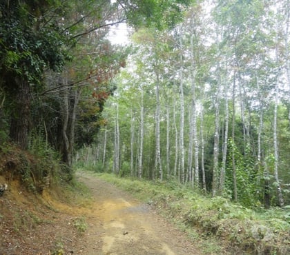 Venta de Campos La Unión Ranco - Fotos de Espectacular Campo de 34 hectáreas en La Unión-Valdivia