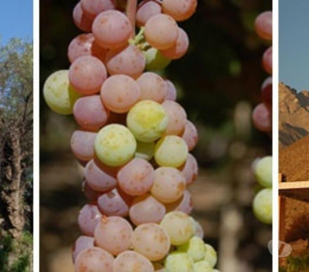 Parcelas en Venta Elqui Vicuña - Fotos de VENDO PARCELA EN VALLE DEL ELQUI, MAMALLUCA LA TOTORITA