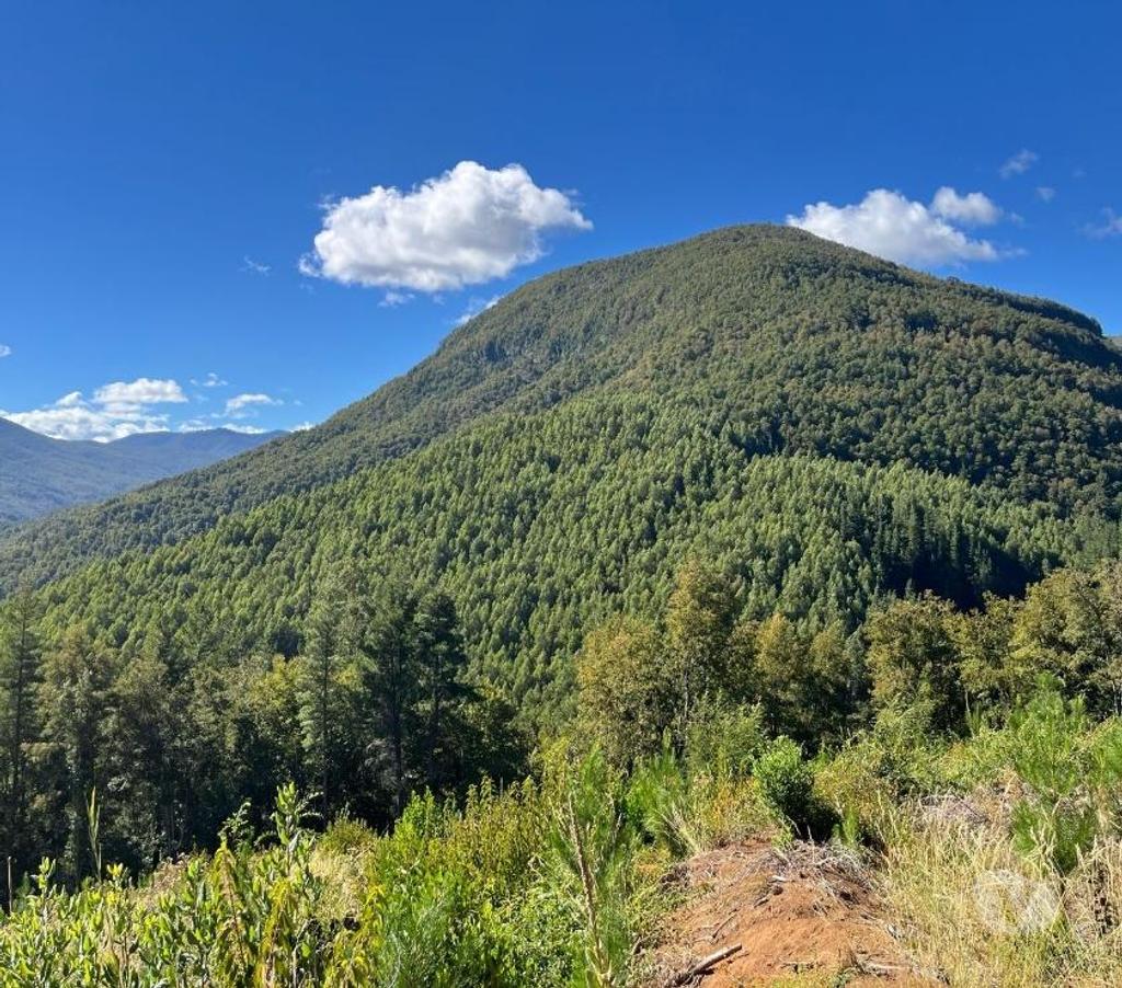 Venta de Haciendas Bío-Bío Mulchén - Fotos de Campo 2.550 Hectáreas. en Mulchén con Bosque Nativo-Regalo