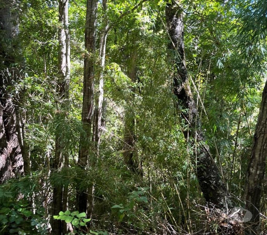 Venta de Haciendas Bío-Bío Mulchén - Fotos de Campo 2.550 Hectáreas. en Mulchén con Bosque Nativo-Regalo