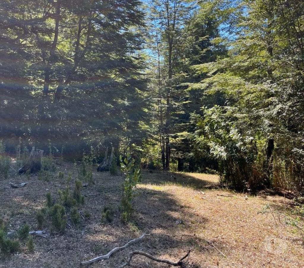 Venta de Haciendas Bío-Bío Mulchén - Fotos de Campo 2.550 Hectáreas. en Mulchén con Bosque Nativo-Regalo