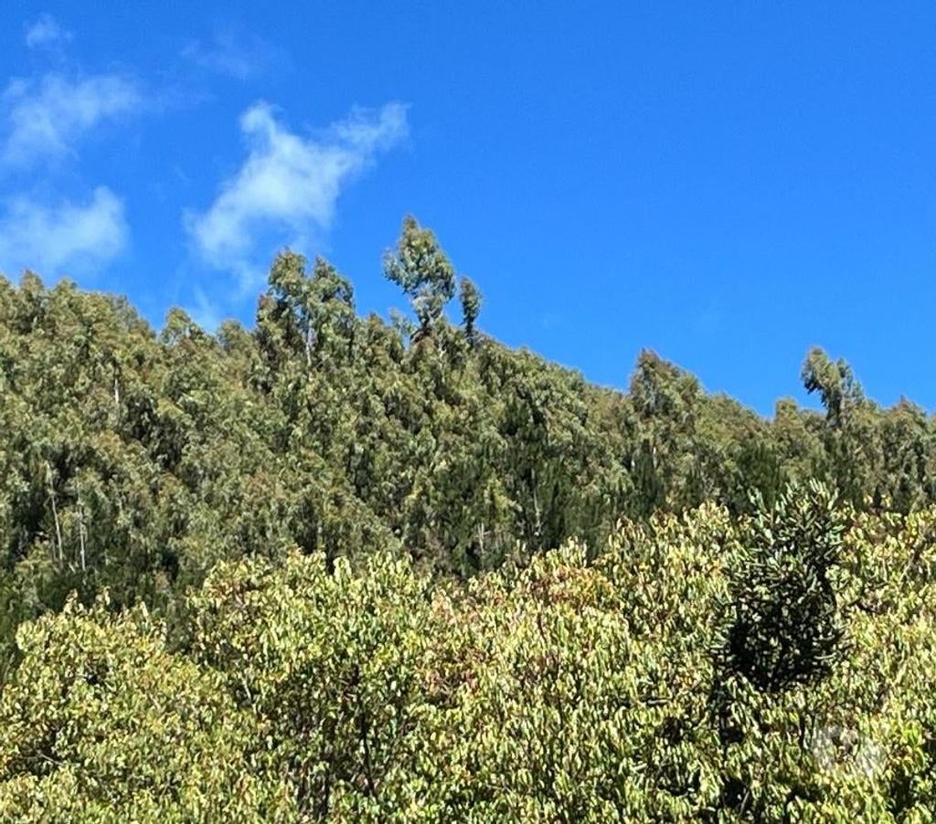 Venta de Haciendas Bío-Bío Mulchén - Fotos de Campo 2.550 Hectáreas. en Mulchén con Bosque Nativo-Regalo
