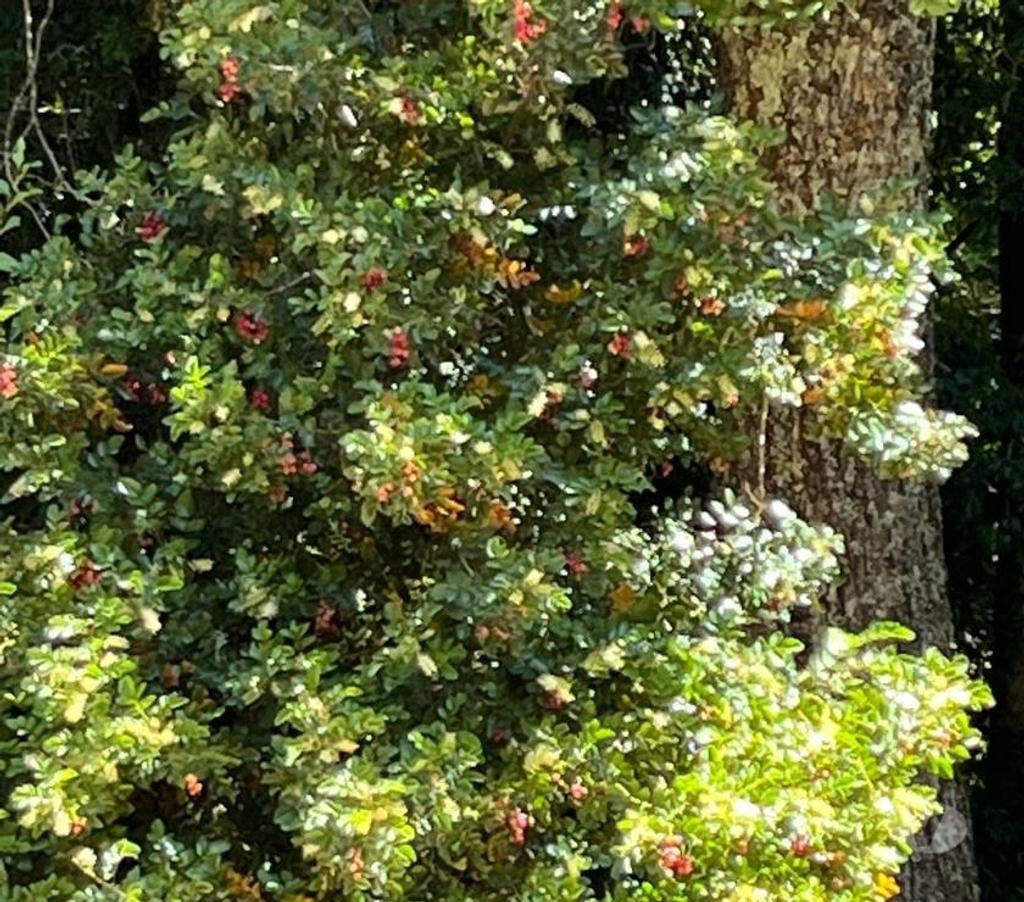 Venta de Haciendas Bío-Bío Mulchén - Fotos de Campo 2.550 Hectáreas. en Mulchén con Bosque Nativo-Regalo