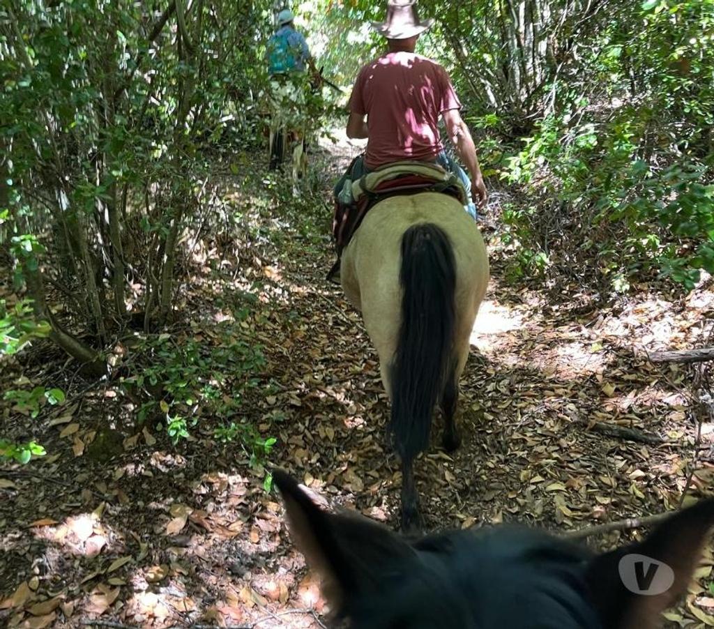 Venta de Haciendas Bío-Bío Mulchén - Fotos de Campo 2.550 Hectáreas. en Mulchén con Bosque Nativo-Regalo