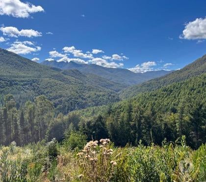 Venta de Fundos Mulchén Bío-Bío - Fotos de Campo 2.550 Hectáreas. en Mulchén con Bosque Nativo-Regalo