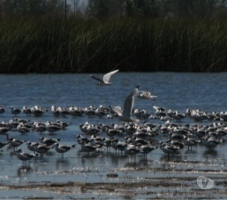 Venta de Haciendas Chiloé Ancud - Fotos de Precioso Campo de 372 hectareas en Ancud-Chiloe 